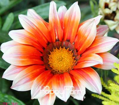 Vibrant Gazania Flower Seeds - Multicolor Mix for Stunning Blooms | Easy to Grow