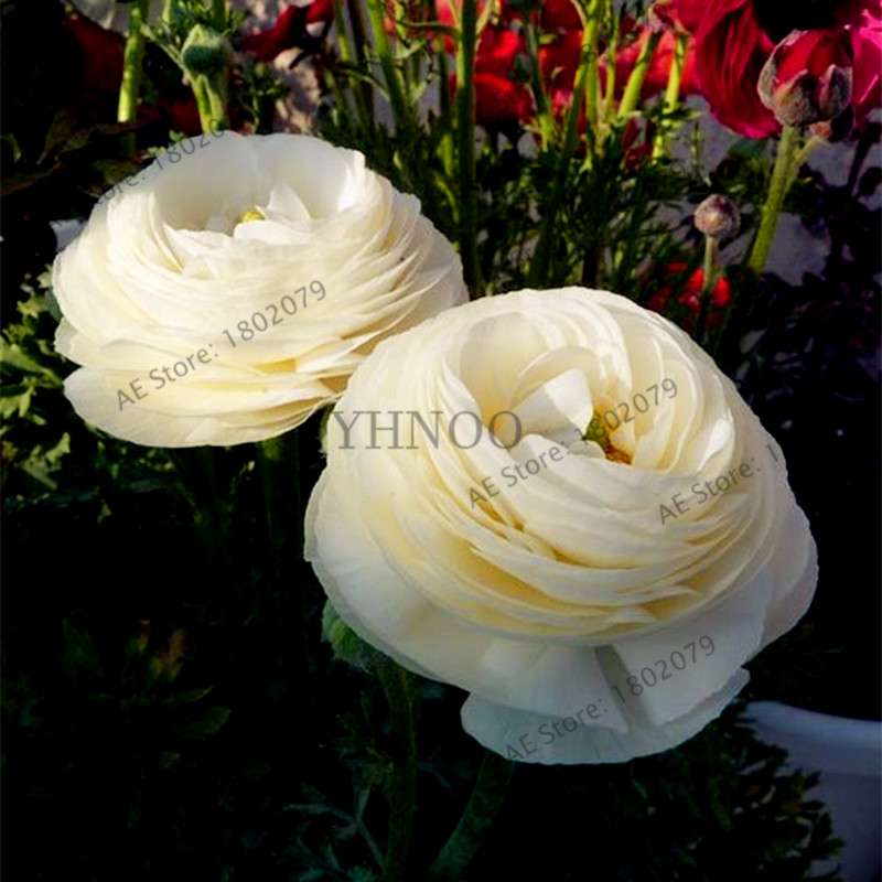 Ranunculus Asiaticus Seeds - Perennial Bonsai Flowers for Home & Garden, Easy to Grow