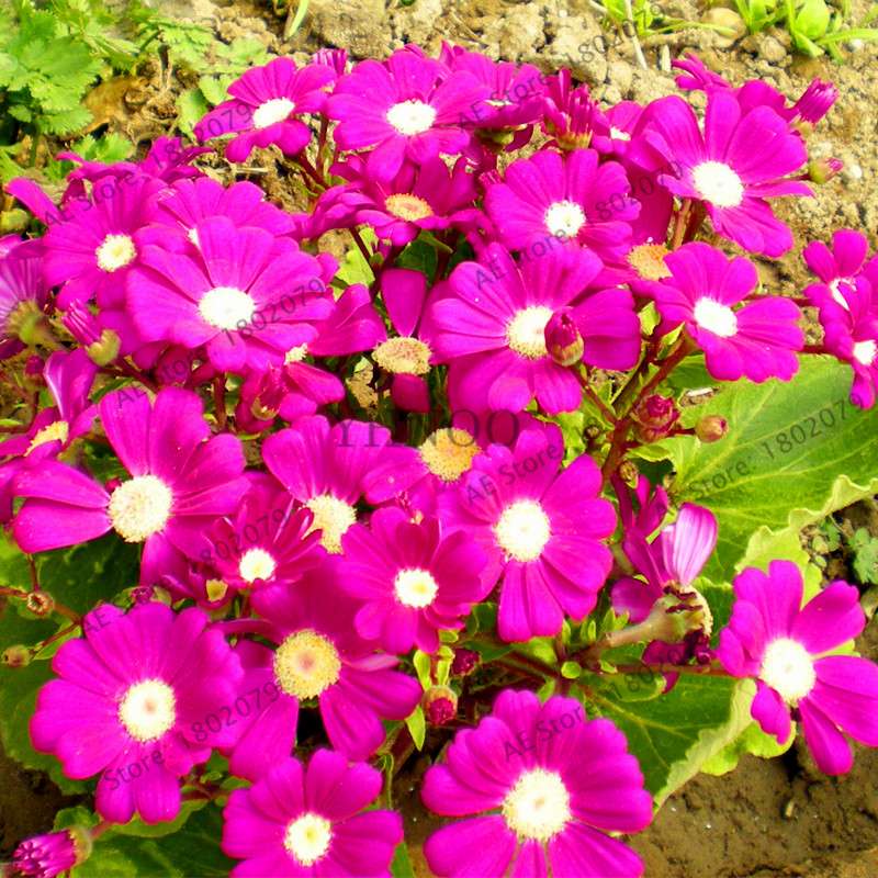 Cineraria Flower Seeds - 23 Colorful Bonsai Varieties for Home & Garden DIY Planting