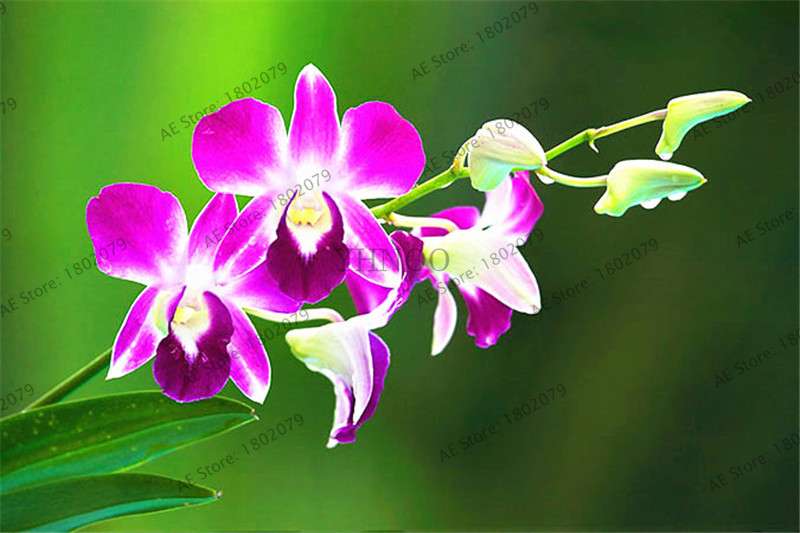 Rare Mixed Color Butterfly Orchid Seeds - Beautiful Bonsai Balcony Flowers for Garden Planting