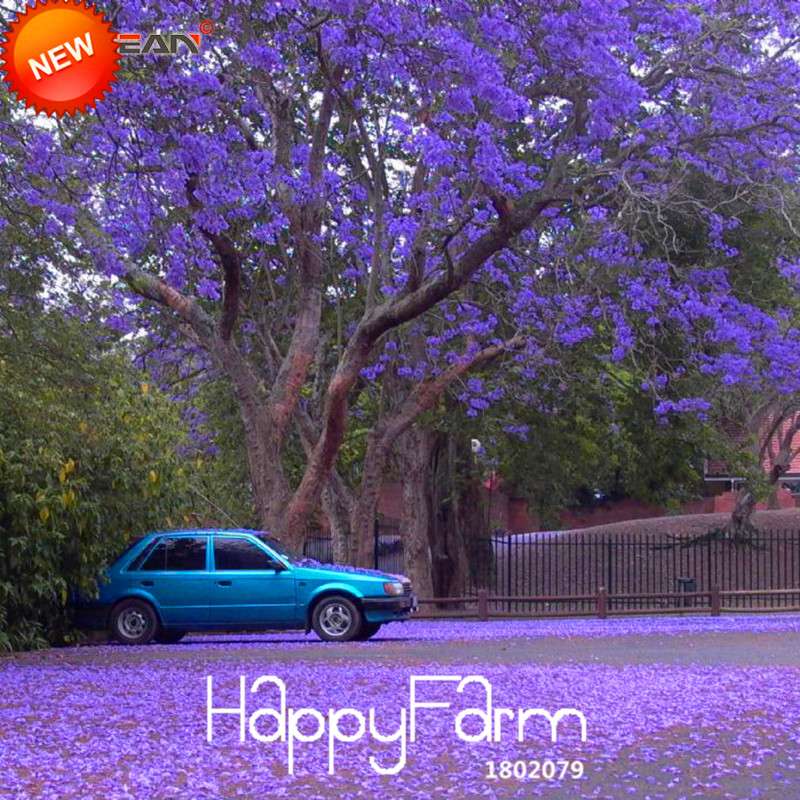 Blue Purple Jacaranda Mimosifolia Tree Seeds - Fast-Growing Flowering Shrub for Your Garden