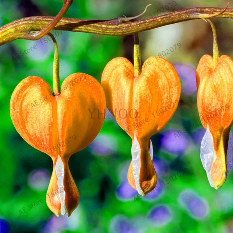 Bleeding Heart Seeds (Dicentra Spectabilis) - Orchid Seeds for Pots & Cottage Gardens