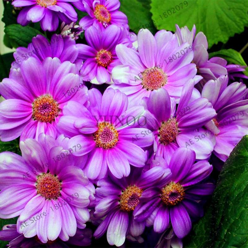 Cineraria Flower Seeds - 23 Colorful Bonsai Varieties for Home & Garden DIY Planting