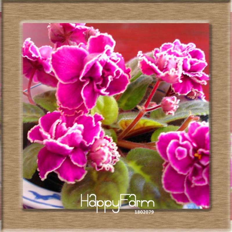 Colorful Violet Seeds for Garden - Perennial Matthiola Incana Flower Seeds