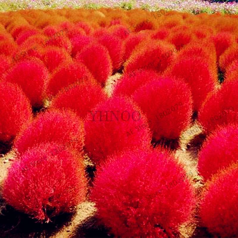 Broom Sedge Seeds for Lawn, Bonsai & DIY Garden - Home & Flowerpot Planting Decor