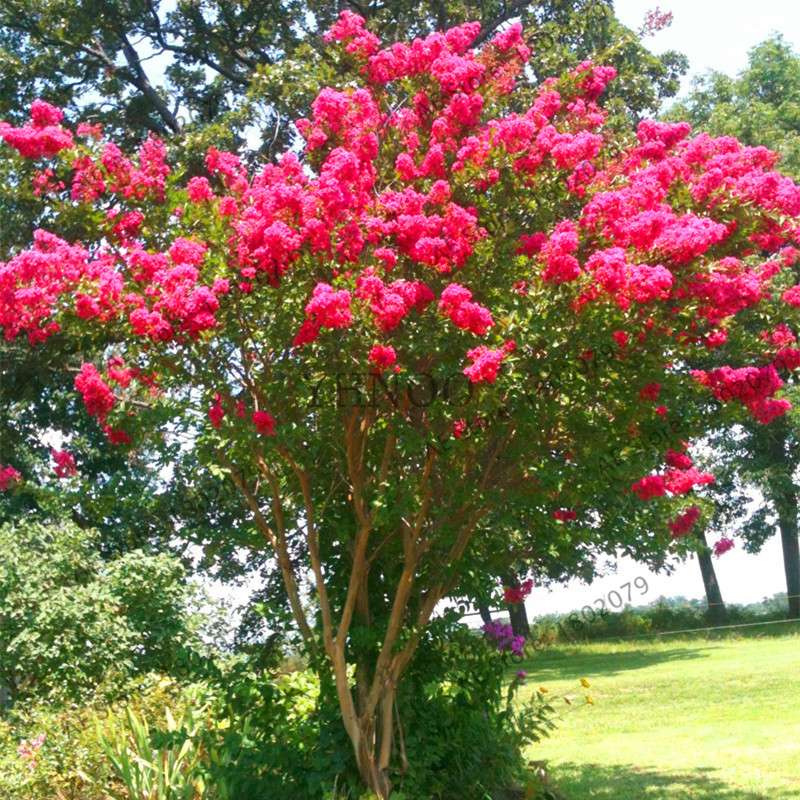 Crape Myrtle Seeds - Perennial Flowering Shrub for Home Garden, Yard & Outdoor Planting (Lagerstroemia)