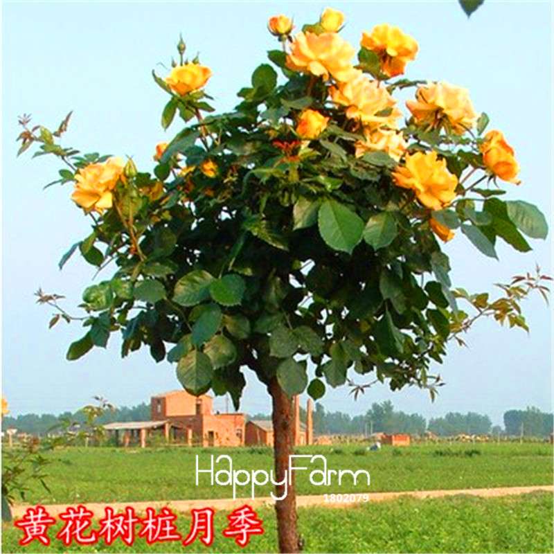 Rare Rosa Chinensis Seeds - Fresh Dendroidal Rose Tree Seeds for Planting, Exotic Flower Garden