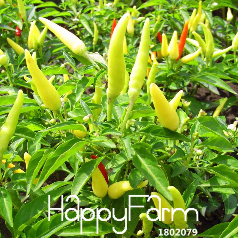 Organic Red Pepper Seeds - Non-GMO, for Home Garden & Courtyard Planting