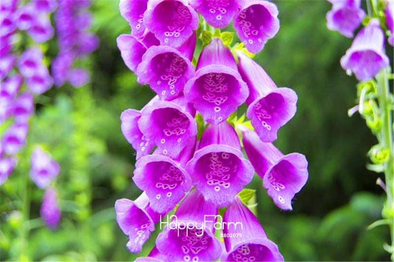 Organic Foxglove Seeds - Heirloom Mixed, Exotic & Easy to Grow - Digitalis Flower Seeds