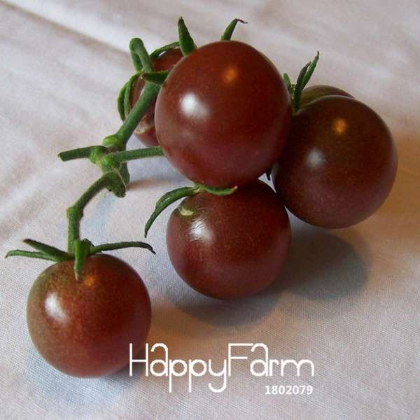 Black Cherry Tomato Seeds - Rare Russian Heirloom, Tasty & Easy to Grow