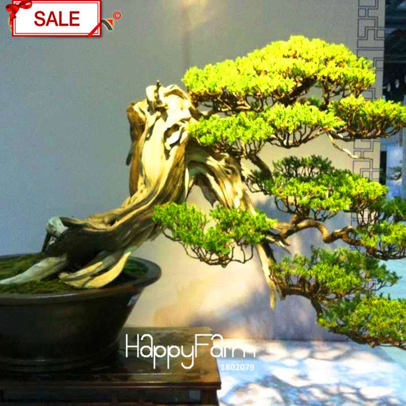 Cypress Bonsai Seeds - Chinese Sabina Chinensis, DIY Ornamental Plants for Home & Garden
