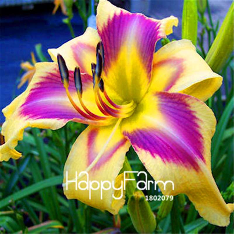 Hybrid Daylily Seeds - Colorful Hemerocallis Lily for Home Garden & Bonsai | Fast-Growing Flower Seeds