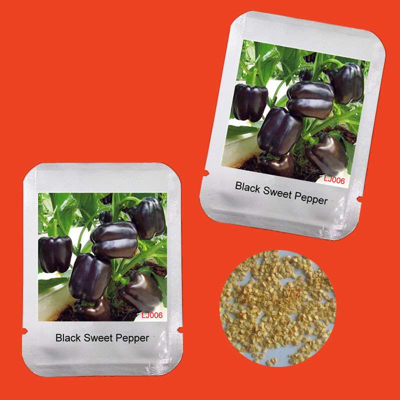 Organic Black Sweet Pepper Seeds - Non-GMO, Balcony & Potted Plant, Home Garden Vegetable Seeds for Planting