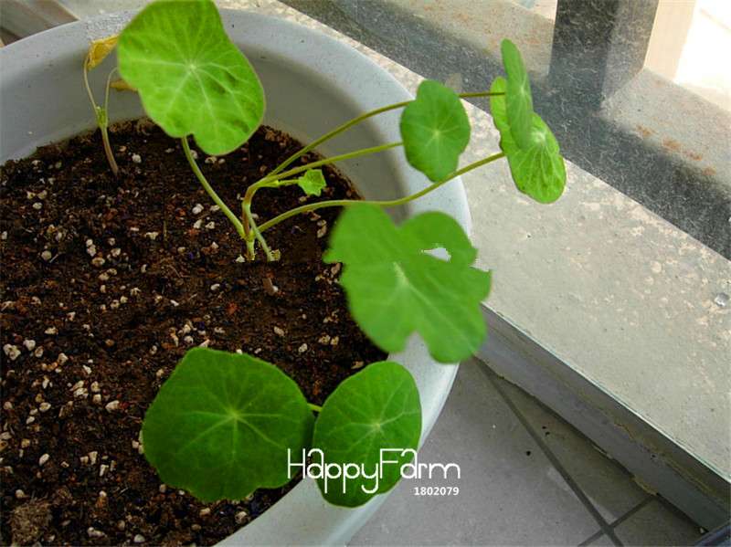 Rare Tacca Integrifolia Seeds - Easy to Grow, Exotic Flower Seeds for Home Garden