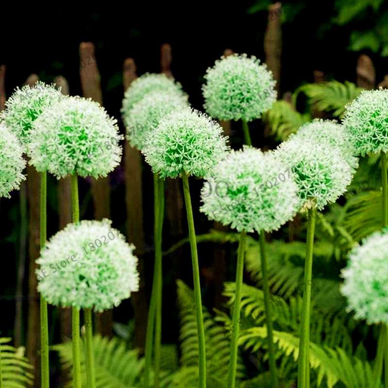 Purple Giant Allium Giganteum Seeds - Rare 95% Germination, Beautiful Garden Flowers for Kids & Planting