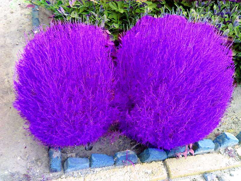 Burning Bush Grass Seeds - Fast Growing, Hardy Kochia Scoparia | Summer Cypress, Easy to Grow Garden Seeds
