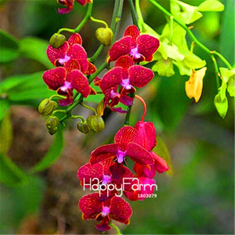 Phalaenopsis Orchid Seeds - Premium Bonsai Flower Seeds for Home & Indoor Garden Planting