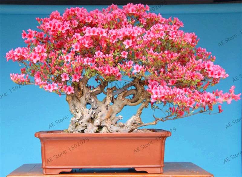 Rare Azalea Bonsai Seeds - DIY Home Garden Plants, Sakura-Like Blooms - Grow Japanese Cherry Flowers