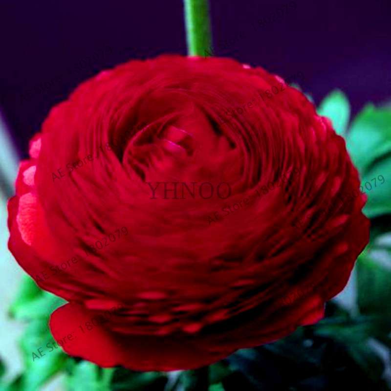 Ranunculus Asiaticus Seeds - Perennial Bonsai Flowers for Home & Garden, Easy to Grow