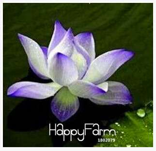 Affordable Water Lily Seeds for Bonsai & Balcony - Easy-Grow Potted Flowers