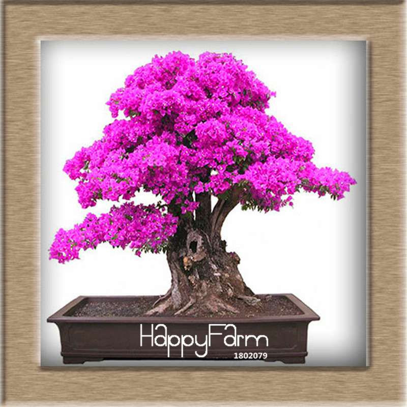 9 Varieties Bougainvillea Spectabilis Seeds - Perennial Bonsai & Flowering Plants