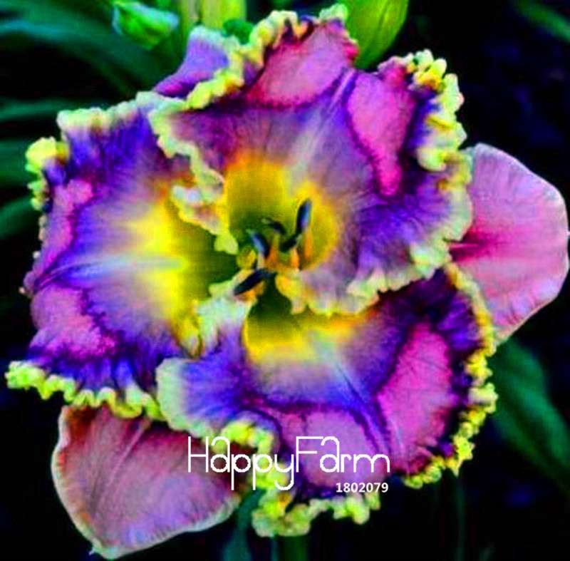 Hybrid Daylily Seeds - Colorful Hemerocallis Lily for Home Garden & Bonsai | Fast-Growing Flower Seeds