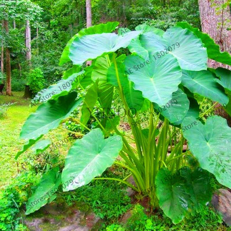 Taro Seeds - Nutrient-Rich, Easy to Grow for Delicious Home-Grown Vegetables