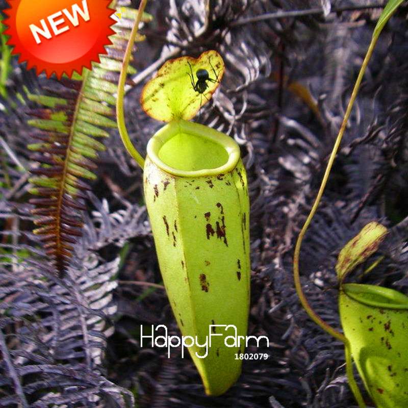 Nepenthes Seeds - Carnivorous Bonsai Plants for Balcony, Potted, Home Garden (11 Varieties)