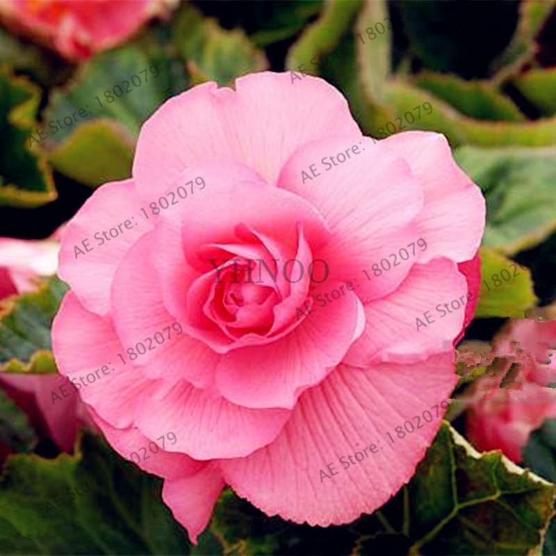 Begonia Seeds - Easy to Grow Bonsai Balcony Flowers, Potted Eustoma & Malus Spectabilis for Home Garden