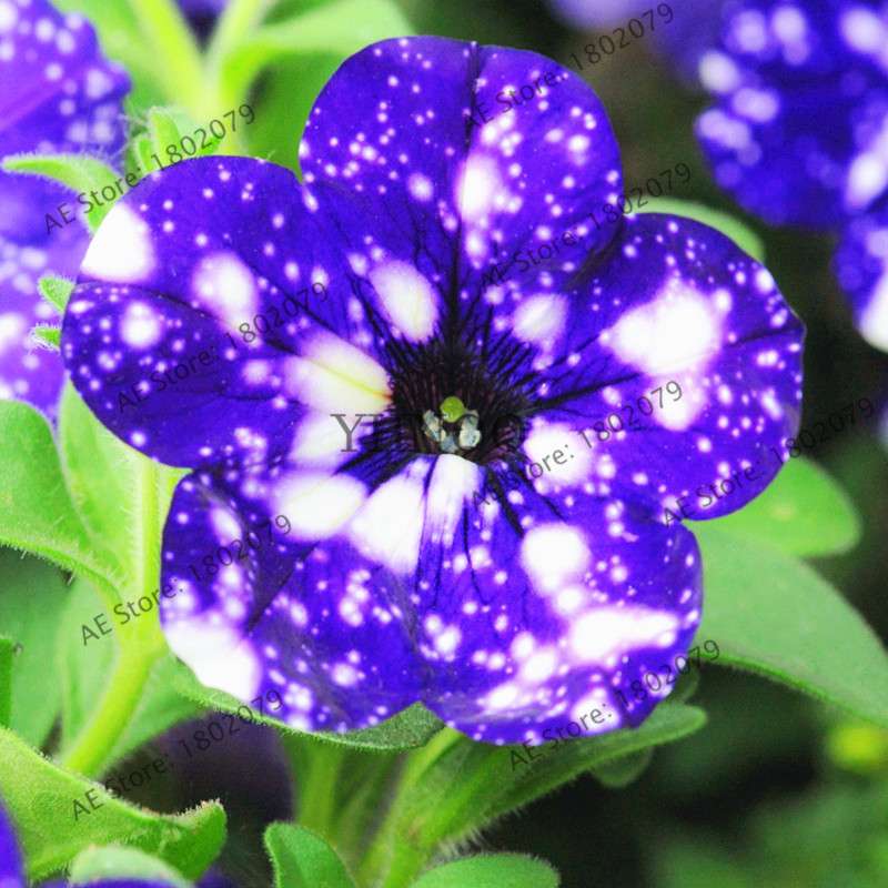 Night Sky Petunia Seeds - Blue & Pink Flowers for Home, Courtyard, Bonsai | Easy-Grow Garden Seeds