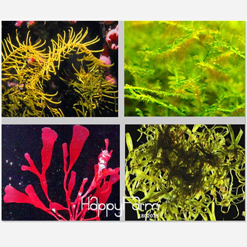Aquarium Grass Seeds Mix - 15 Types Water Aquatic Plants for Hydroponics & Fish Tanks