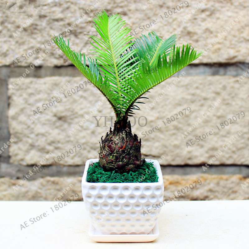 Potted Cycas Seeds - Air Purifying Cycad Tree for Home & Garden - 100% True Seeds