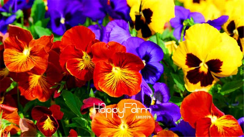 Viola Tricolor Pansy Seeds - Colorful Bonsai Flowers for Home Garden Planting DIY (Fast Shipping)