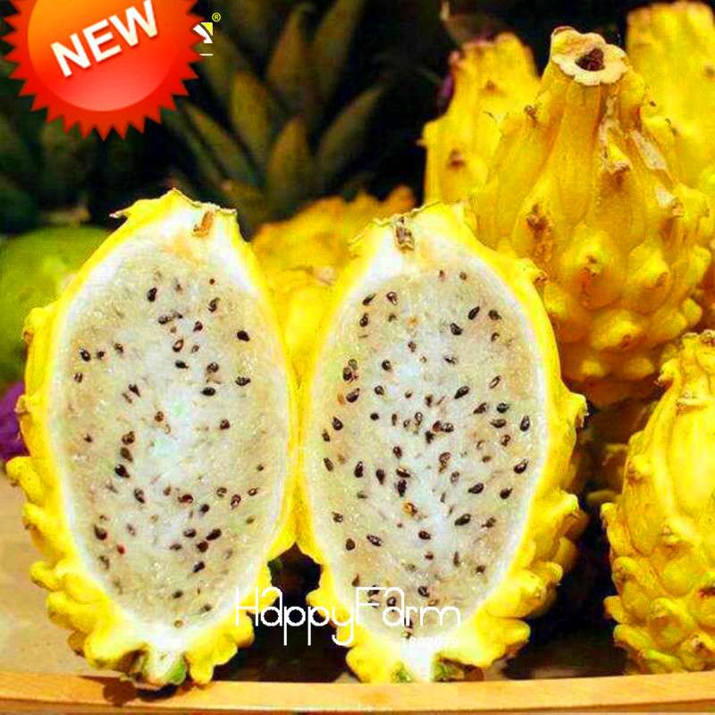 Yellow Dragon Fruit Seeds - Non-GMO Hylocereus Pitaya Plants, Perennial & Easy to Grow