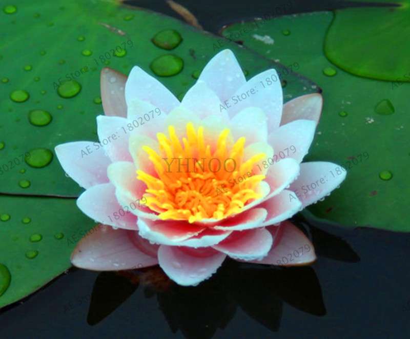 Lotus Flower Seeds - Aquatic Water Lily Plants for Home Garden Planting