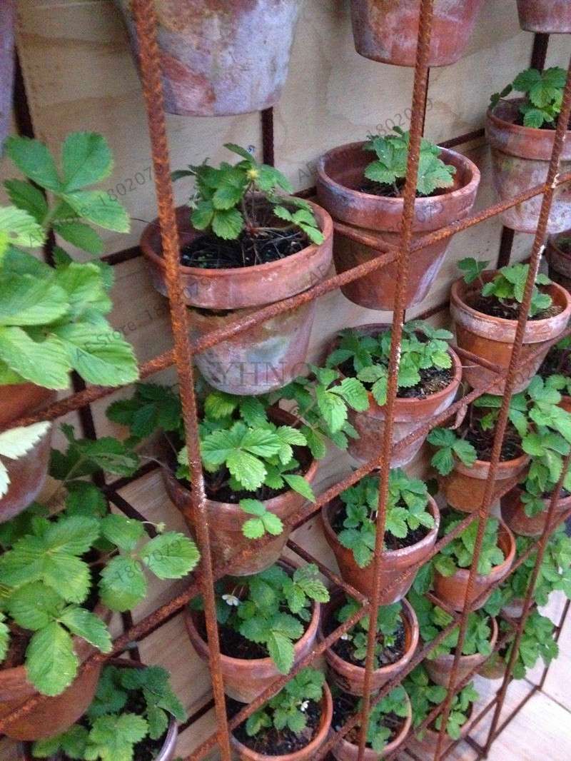 Giant Strawberry Seeds - Organic, Non-GMO, Sweet Fruit for Home Garden Planting | Bonsai Pot Friendly