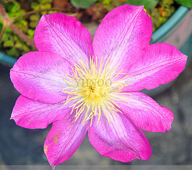 Mixed Clematis Seeds - Easy to Grow Beautiful Bonsai Flowers for Home Garden (Limited Time Offer)