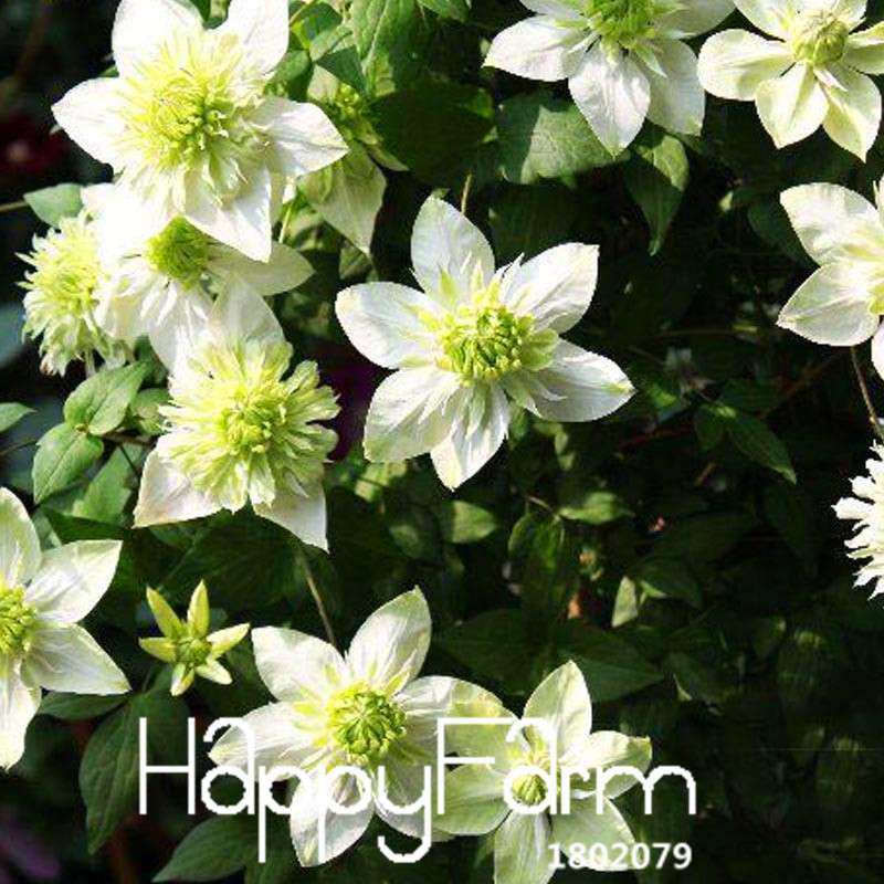 Clematis Seeds - Fast Growing Climbing Vine for Garden, Patio & Balcony | Easy to Grow