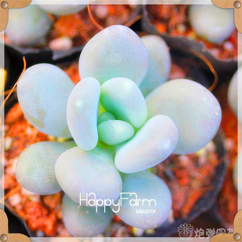 99 Rare Succulents & Lithops Seeds - Exotic Bonsai Plants, - Unique Office & Home Garden