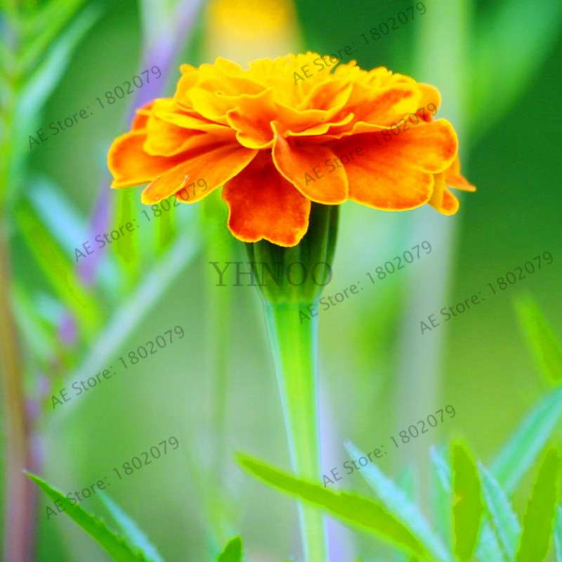 Buy Calendula Seeds - Premium Garden & Bonsai Flower Seeds for Indoor Planting, Big Sale!