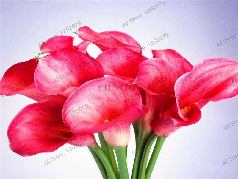 Rare Mixed Color Calla Lily Seeds - Beautiful Bonsai Flowers for Home Garden & Backyard Planting