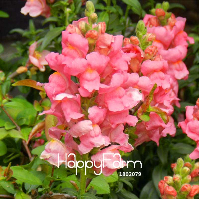 Snapdragon Seeds - Color Mix, Bonsai & Balcony Flowers, DIY Home Garden Planting - Non-GMO, Fast Growth
