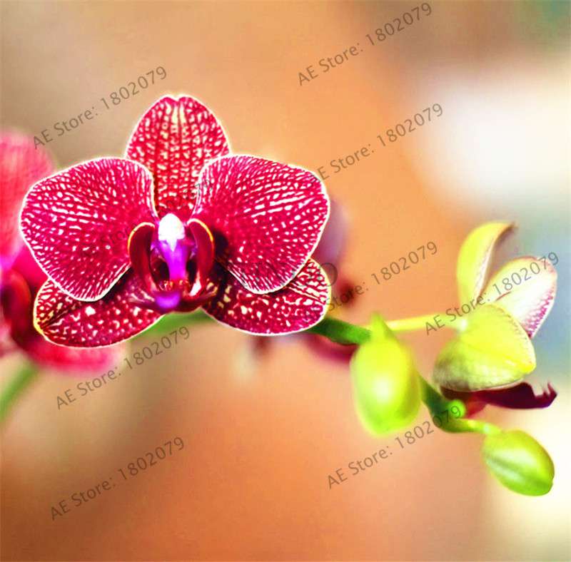 Rare Mixed Color Butterfly Orchid Seeds - Beautiful Bonsai Balcony Flowers for Garden Planting