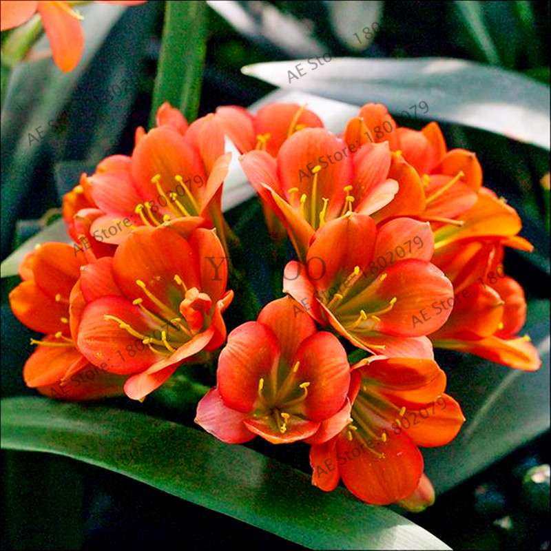 Chinese Clivia Seeds - Exotic Bonsai Flower for Home & Garden | Fast-Growing, Beautiful Blooms