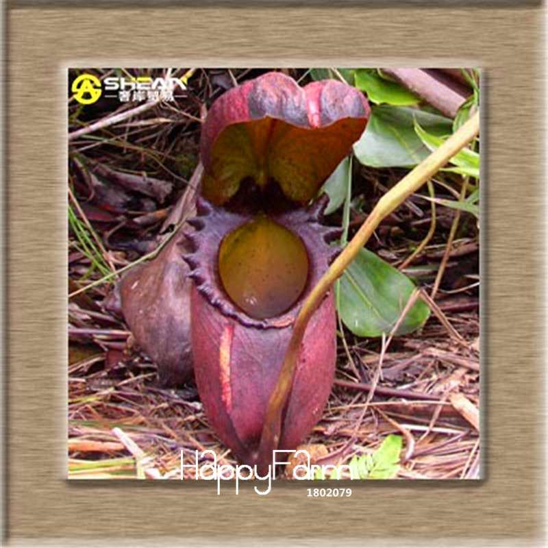 Nepenthes Seeds - Carnivorous Bonsai Plants for Balcony, Potted, Home Garden (11 Varieties)