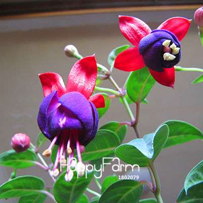 White Fuchsia Flower Seeds - Vibrant Hanging Potted Plants for Home & Garden | Fast-Growing