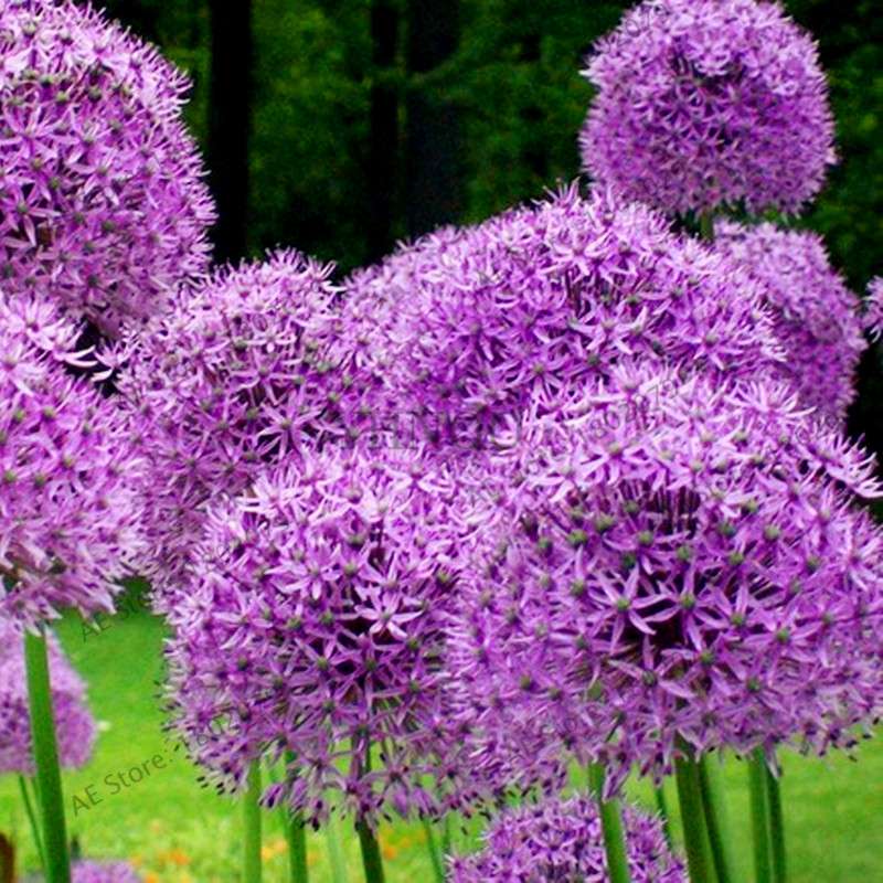 Purple Giant Allium Giganteum Seeds - Rare 95% Germination, Beautiful Garden Flowers for Kids & Planting