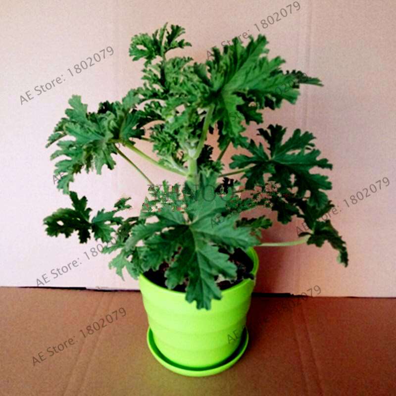 Mosquito Repellent Grass Seeds - Natural Pest Control, Exotic Indoor Herb Plant for Home & Garden Bonsai