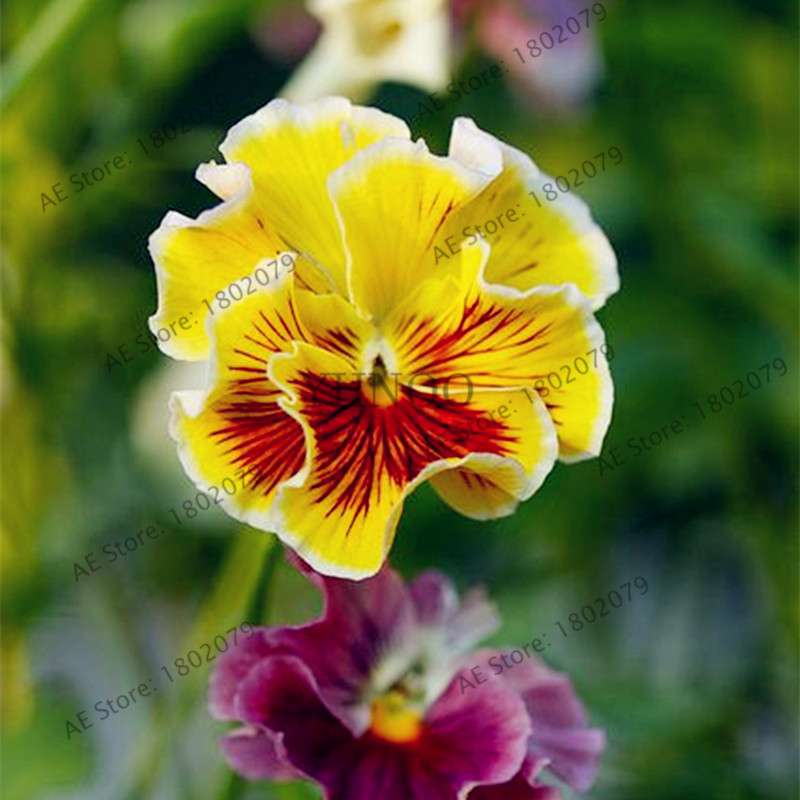24 Colors Wavy Pansy Seeds - Viola Tricolor for Indoor Bonsai & Home Garden Planting