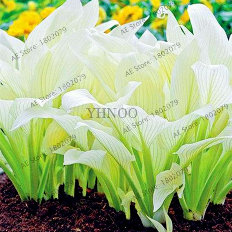 Hosta Seeds - Perennial Shade-Loving Lily Flower Plants for Home & Garden | Fast-Growing & Easy Care